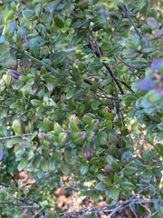 Vaccinium darrowii