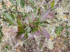 Xylosma flexuosa