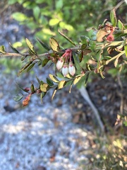 Vaccinium darrowii