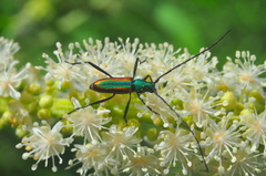 Chrysoprasis aurigena