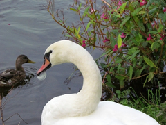 Cygnus olor