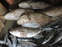 Epinephelus