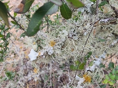 Ramalina peruviana