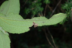 Cistus symphytifolius