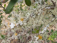 Ramalina peruviana