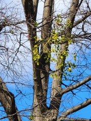 Phoradendron leucarpum