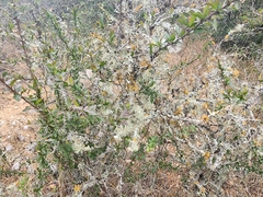 Ramalina peruviana