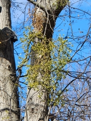 Phoradendron leucarpum