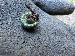 Harpaphe haydeniana scotia