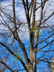 Phoradendron leucarpum