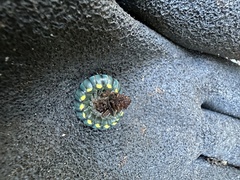 Harpaphe haydeniana scotia