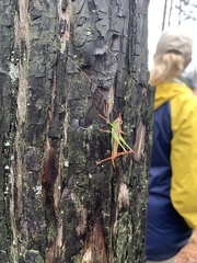 Orchelimum pulchellum