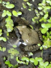 Platyplectrum ornatum