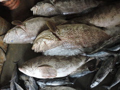 Epinephelus