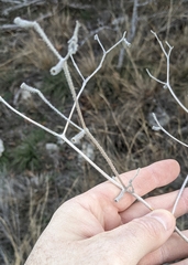 Mentzelia oligosperma