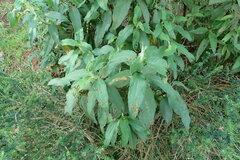 Cistus symphytifolius