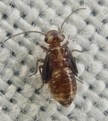 Elipsocidae