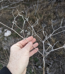Mentzelia oligosperma