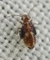 Elipsocidae