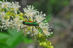 Chrysoprasis aurigena