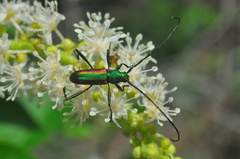 Chrysoprasis aurigena