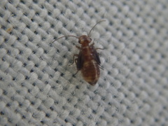 Elipsocidae