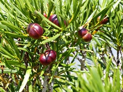 Colliguaja integerrima