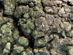 Phaeophyscia