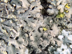 Phaeophyscia