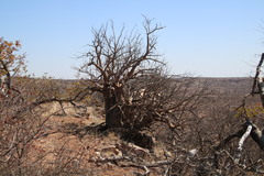 Sesamothamnus lugardii