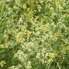 Galium × pomeranicum
