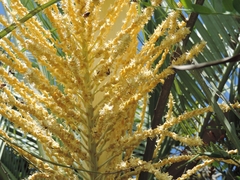 Butia catarinensis