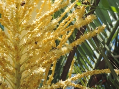 Butia catarinensis