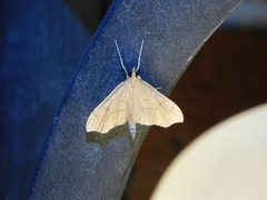 Sericoplaga externalis