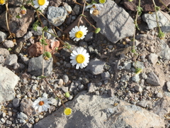 Perityle crassifolia