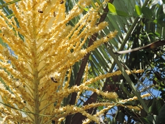 Butia catarinensis