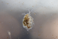 Simocephalus