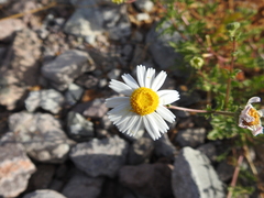 Perityle crassifolia