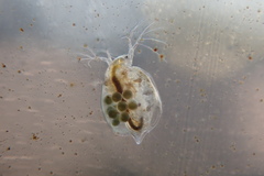 Simocephalus