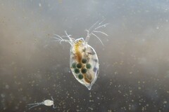Simocephalus