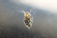 Simocephalus