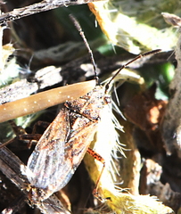 Nysius helveticus