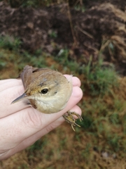 Acrocephalus scirpaceus baeticatus