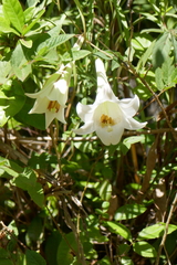 Lilium longiflorum