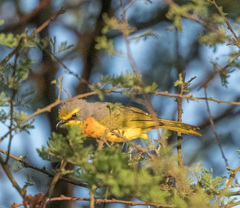 Telophorus sulfureopectus