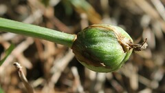 Narcisseae