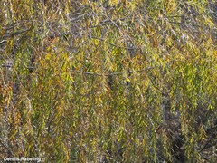 Elaeagnus angustifolia