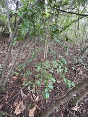 Eugenia biflora
