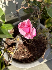 Rosa spithamea