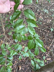 Eugenia biflora